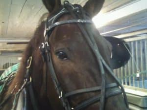 goggen_catarina_norqvist