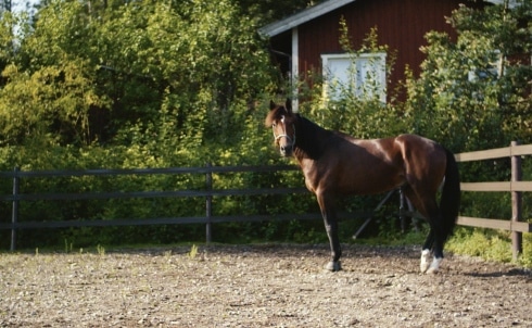 Pasi Aikio inför Derbyt 2018