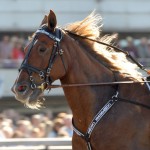Snygg årsdebut av Commandern imagesnygg