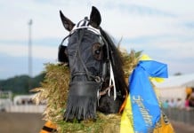 Inför V75: Elitloppshoppet i Olympialoppet aaorichetti