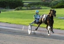 Inför V75: Travamatörens drömhäst gnemo