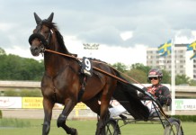 Inför V75: Skarpt vässad inför årsdebuten reven