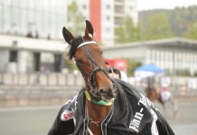 Inför V75: Glimrande Elitloppslördag nalda