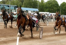 V75: Heldag för Ludde kolle