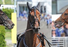 Inför V75: Jackpot under midnattssolen solen