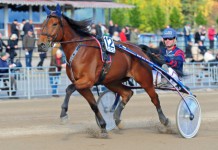 Inför V75: En utmanare i Elefantdansen edjo