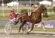 Inför V75: Drottning bland Kallbloden drooooning