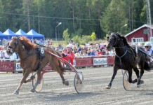 Inför V75: Kallblodskungen mot ny förlust? piiihlan