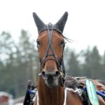 Inför V75 26 december: Kanadensiska på G? kanadec