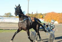 Inför V75: Svenske mästaren siktar mot Frankrike image