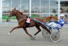 Inför V75: Fritt fram för Chapeau image