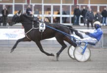 Inför V75 2014-02-08: Stenströmer varnar för en bortglömd! bear dancer heat jpg