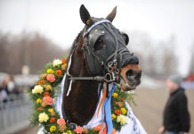 Resultat V75 Färjestad 8 mars 2014: Imponerande vinnare i Guld francais v
