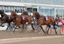 Inför V75 Solvalla 29 mars 2014: REVANSCHMÖTE! harry haythrow mal jpg