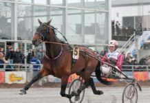 Inför V75 Solvalla 29 mars 2014: Raja Mirchi image