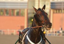 Inför V75 Jackpot Eskilstuna 12 april 2014: Gillar kortlopp! v jackpot