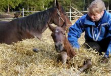Inför V75 Gävle 17 maj 2014: Lina Liv har lurat döden lina liv v