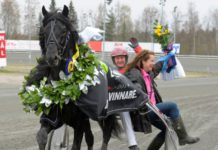 Inför V75 Elitloppsdagen: Månprinsen är redo! v elitloppssöndagen