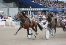 Per Nordström inför EXTRA V75 Halmstad 3 juli 2014 image