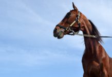 Åke Svanstedt inför Elitloppet 2016 svanstedt inför elitloppet 2016