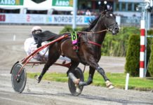 Voltigeur de Myrt är klar för Elitloppet voltigeur de myrt