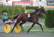 Kenneth Haugstad inför GS75 Solvalla gs75 solvalla