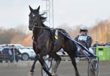 Har inte ens tänkt på Elitloppet inför V75 elitloppet inför v75