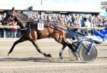 Tjacko Zaz och Campbell i Elitloppet 2017? Tjacko Zaz och Campbell i Elitloppet 2017