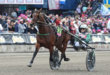 Det ska bli kul att se Resolve i Elitloppet 2017 resolve i elitloppet 2017