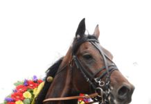Spring Erom klar för Elitloppet 2017 springerom klar för elitloppet 2017