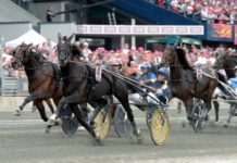 Nuncio störd i Elitloppet Nuncio störd i Elitloppet