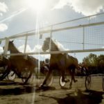 Inför V75/jackpot: Ny startbil ändrar förutsättningarna Inför V75/jackpot: Ny startbil ändrar förutsättningarna