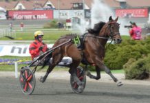 Inför Elitloppet – Bold Eagle startar i det franska storloppet Bold Eagle startar i det franska storloppet