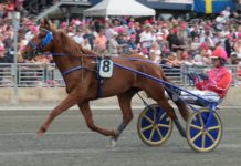 Inför Elitloppet – Franske Dreammoko Franske Dreammoko