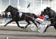 Månprinsen A.M. är anmäld till ett V86-lopp på Bergsåker Månprinsen A.M. är anmäld till ett V86-lopp på Bergsåker