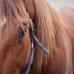 Inför Elitloppet och V75 – Richard Westerink blev mycket glad Inför Elitloppet och V75 - Richard Westerink blev mycket glad