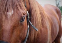Inför Elitloppet och V75 – Richard Westerink blev mycket glad Inför Elitloppet och V75 - Richard Westerink blev mycket glad