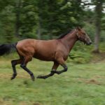 Inför V75 – Lucifer Lane är ingen underdog längre Inför V75 - Lucifer Lane är ingen underdog längre