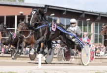 Fyra av åtta lopp på V86 är kallblodslopp