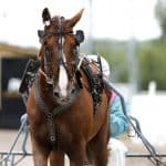 Inför V75: ”På lördag är nog distansen i kortaste laget” Inför V75 - På lördag är nog distansen i kortaste laget