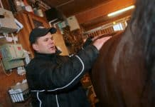Inför V86: Ett litet stall fyllt med segerstaplare Ett litet stall fyllt med segerstaplare