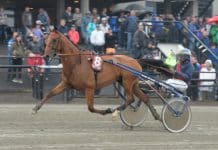 Aubrion du Gers klar för Elitloppet 2019 Aubrion du Gers klar för Elitloppet