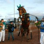 Inför V75 Solvalla: Handsome Brad är på väg att blomma ut Handsome Brad