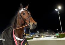 Erik Adielsson har valt häst i Elitloppet 2019 Erik Adielsson har valt häst i Elitloppet 2019