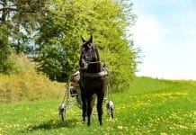 Inför Elitloppet: Han sitter med två ess i rockärmen Milliondollarrhyme är den stora jokern i Elitloppet