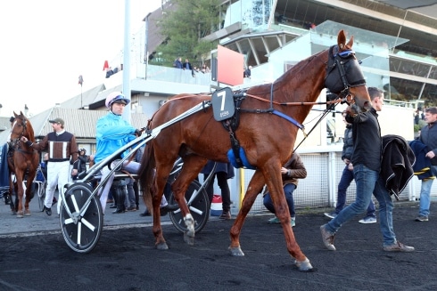 Carat Williams klar för stayerloppet på Åby