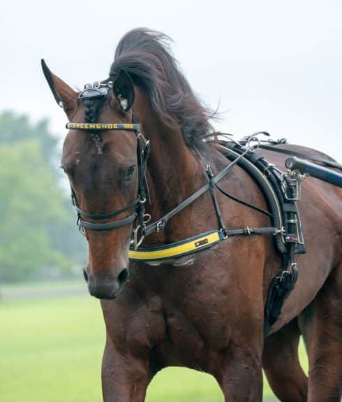 Greenshoe fortsätter att imponera