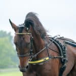 Lottningen är klar till Hambletonian Lottningen är klar till Hambletonian
