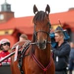Inför V75/Jackpot: ” Det går ju inte att backa i ett tolvhästarslopp över kort distans” Pastore Bob