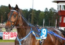 Frank Widerström inför V86-tävlingarna på Åby Frank Widerström inför V86-tävlingarna på Åby
